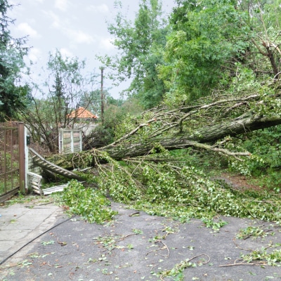 EMERGENCY TREE REMOVAL